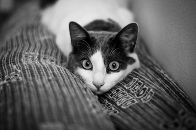 Close-up portrait of cat