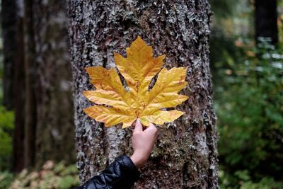 Close-up of hand holding maple leaf on tree trunk