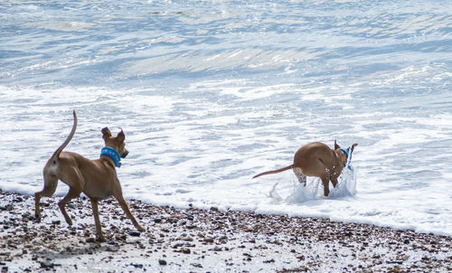 Dogs running on beach