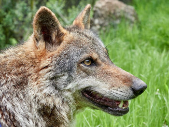 A wolf, canis lupus, in a meadow with grass in the mountains near the town of riópar, spain 