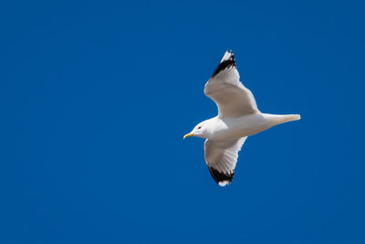 Low angle view of seagull flying against clear blue sky