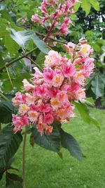 Close-up of pink flower