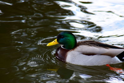 Duck swimming in lake