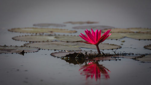 Pink water lily in lake