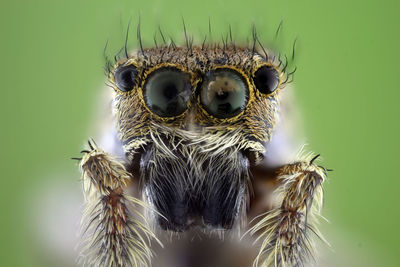 Close-up of spider