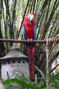 Close-up of a parrot bird perching on branch