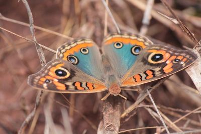 Close-up of butterfly