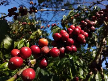 Close-up of cherries on tree