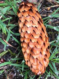 Close-up of mushroom growing on field