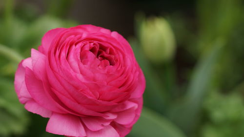 Close-up of pink rose