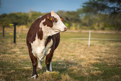 Cow standing in a field