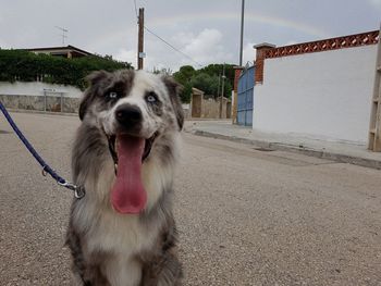 Dog with mouth open sitting on road