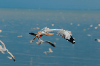 Seagulls flying over sea