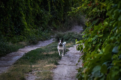 Dog in a forest