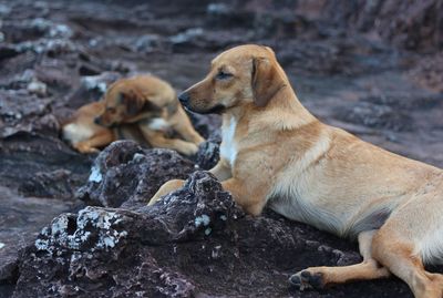 View of a dog looking away