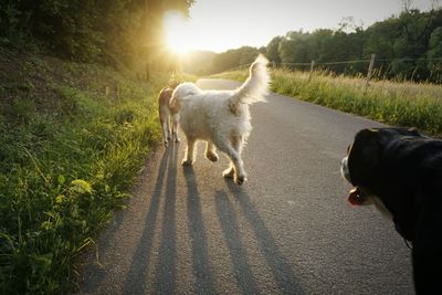 View of a dog on road