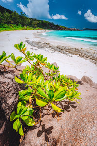 Plant growing on beach against sky