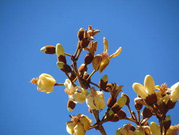 Low angle view of flowers blooming on tree against blue sky