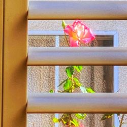 Close-up of flowering plant on window