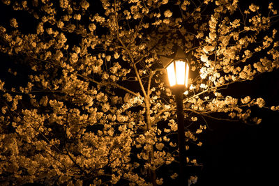 Close-up of illuminated flower tree at night