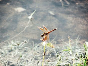 Close-up of insect on wall