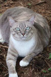 animal