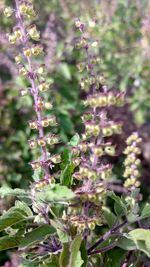 Close-up of flowers growing on tree