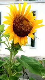 Close-up of sunflower