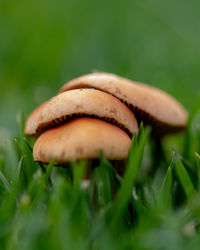 Close-up of mushroom growing on field