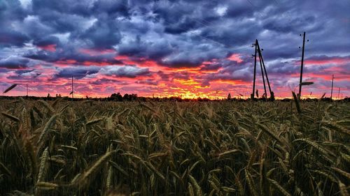 Scenic view of agricultural field against sky during sunset