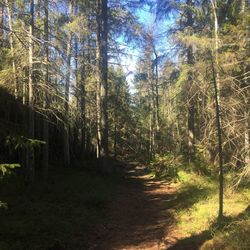 Trees in forest against sky