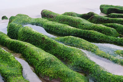 High angle view of moss growing on land