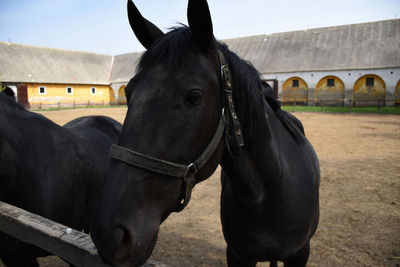 Horse standing in ranch