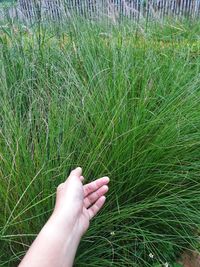 Close-up of hand on grass