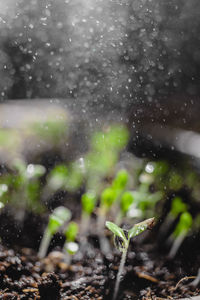 Water drops on plant during rainy season