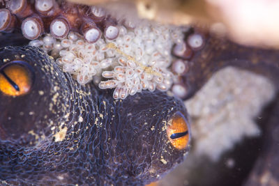 Close-up of fish swimming in sea