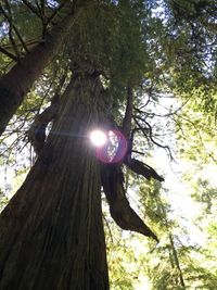 Low angle view of trees