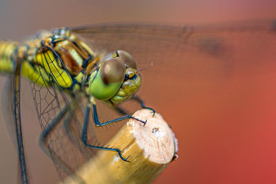 Close-up of dragonfly on plant