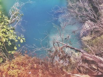 Low angle view of trees