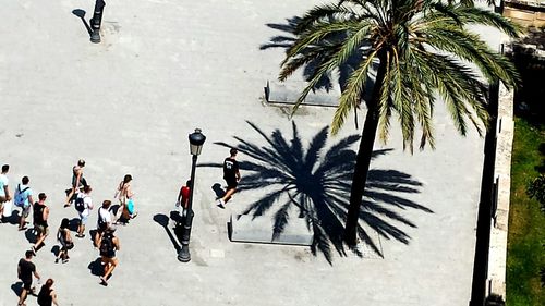 Palm trees against sky