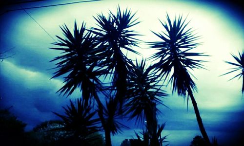 Low angle view of palm trees against sky