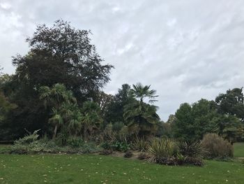 Trees on field against sky