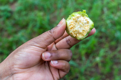 Close-up of hand holding mushroom