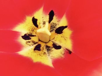 Extreme close up of red flower