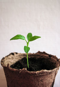 Close-up of young plant growing in pot