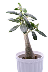 Close-up of potted plant against white background