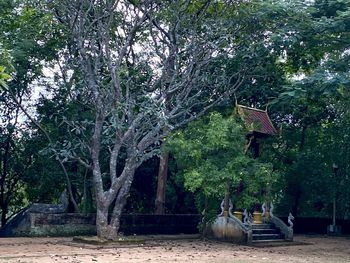 Trees and plants in park