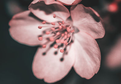 Close-up of pink flowering plant