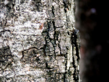 Full frame shot of tree trunk