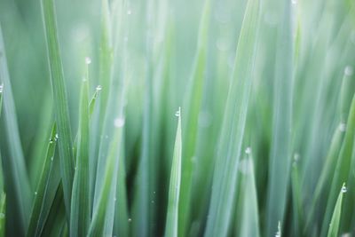 Close-up of wet grass